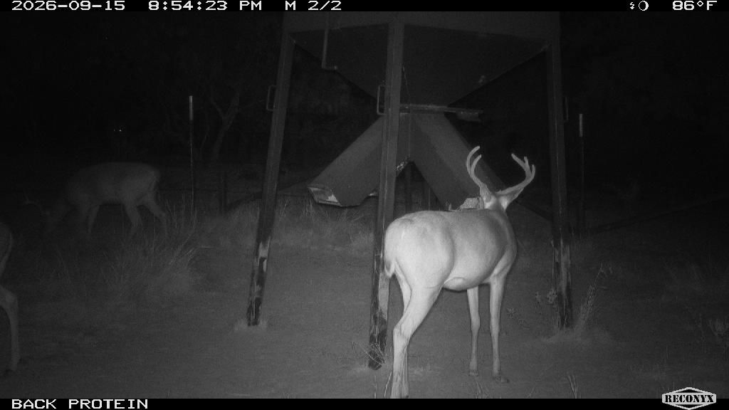 Two whitetails at the back protein