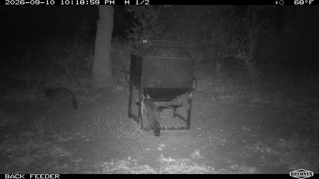 Raccoon at BACK FEEDER