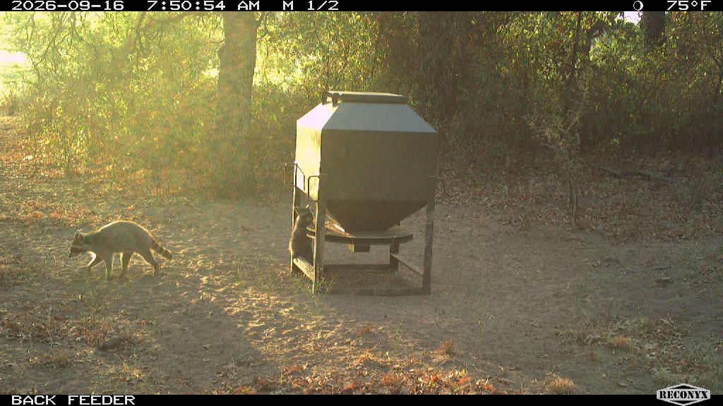 Raccoon at BACK FEEDER