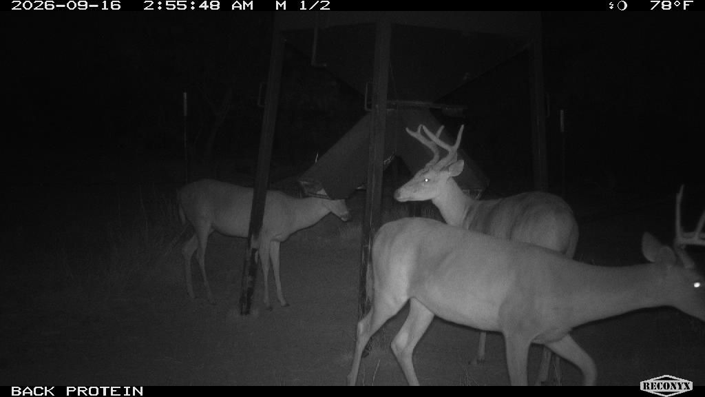 Three whitetails at the back protein