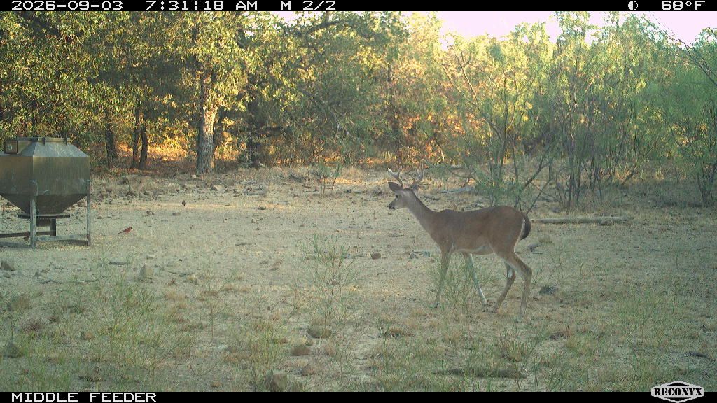 Longreach at MIDDLE FEEDER