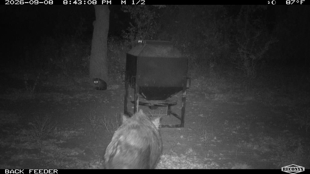 Raccoon at BACK FEEDER