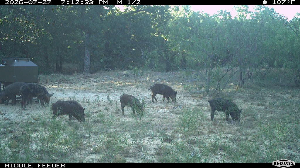 Wild Hogs at MIDDLE FEEDER