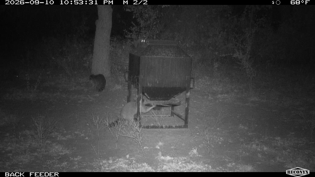 Raccoon at BACK FEEDER