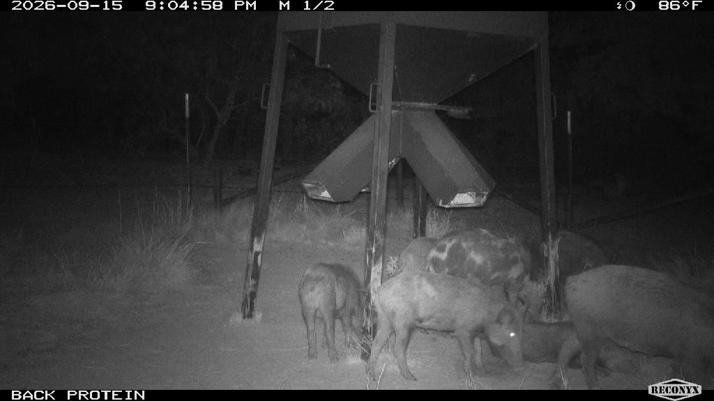 Group of about six wild pigs (sounder) working the protein feeder