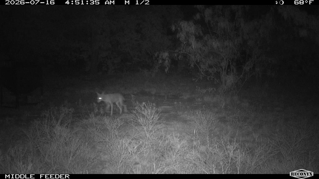 Coyote at MIDDLE FEEDER