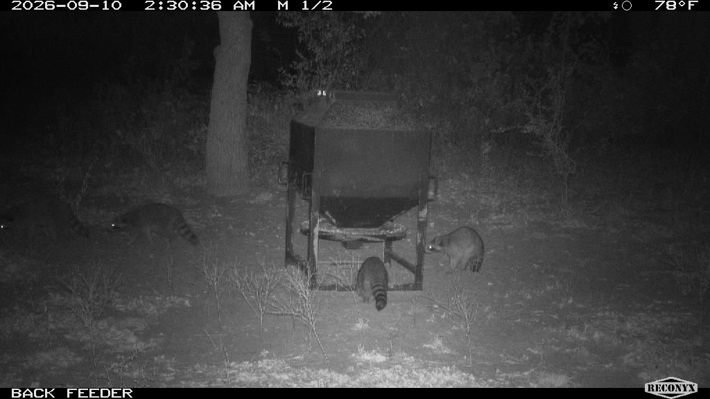 Raccoon