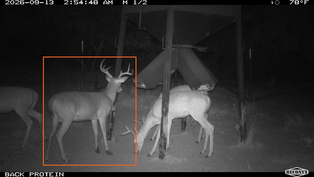 Lariat (outlined) at BACK PROTEIN